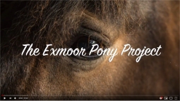 Exmoor Pony Project